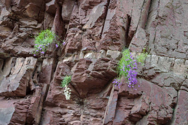 Campanula cespitosa wildflowers, (family Campanulaceae also bellflower) growing on rock along the walls of the Daluis gorges, Regional Nature Reserve, Southern France
