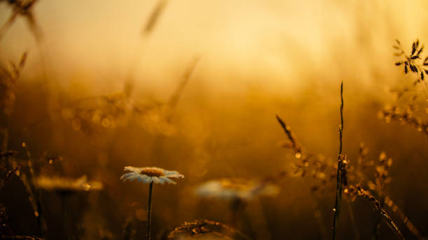 istock Sunset Glow on Wildflowers in Pastoral Landscape 2158593302