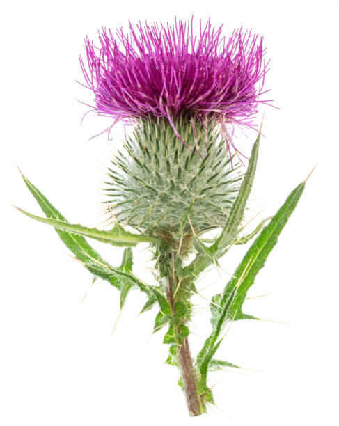 istock Milk thistle flower isolated on white background. 2158593839