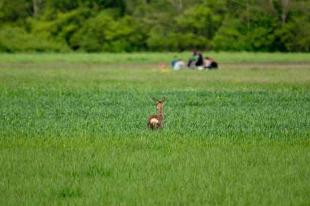 one wild roe deer grazing within the city of Munich against the backdrop of people