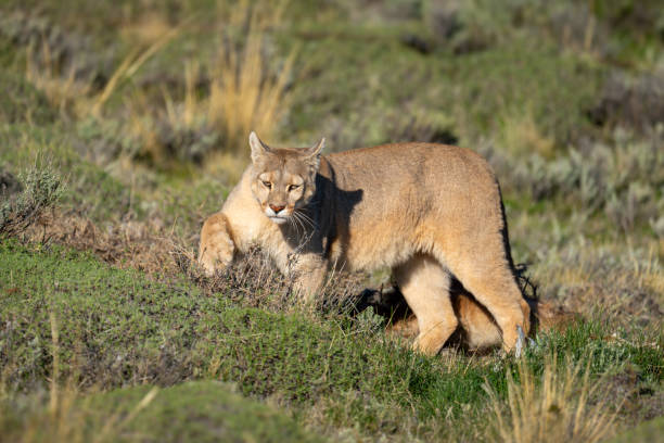 istock Puma hides guanaco carcase in bushy undergrowth 2158595458