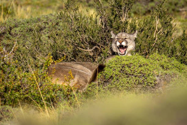 istock Puma lies in bush yawning in sun 2158595565