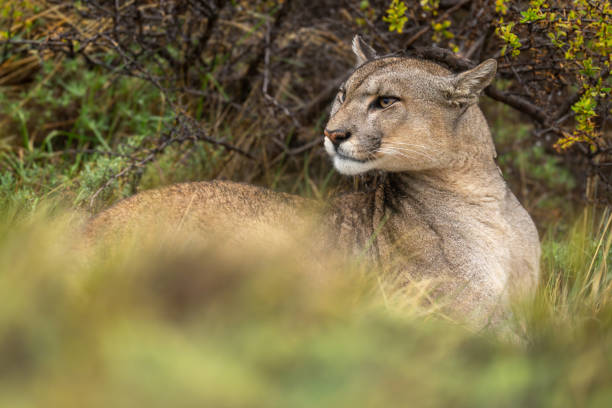 istock Puma lies in long grass turning head 2158595817