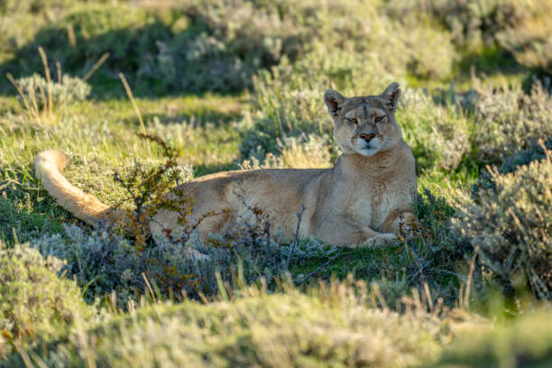 istock Puma lies in shade looking towards camera 2158595829