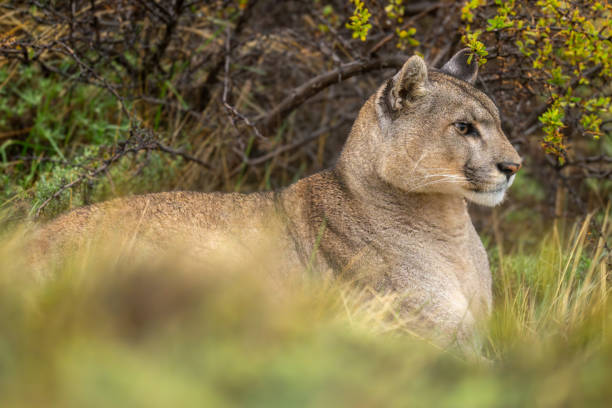 istock Puma lies in grass by thick bushes 2158595843