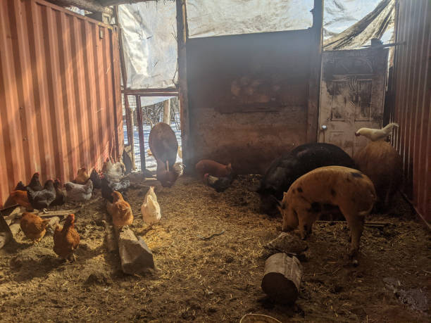 istock Chickens and pigs in a barn together 2158596025