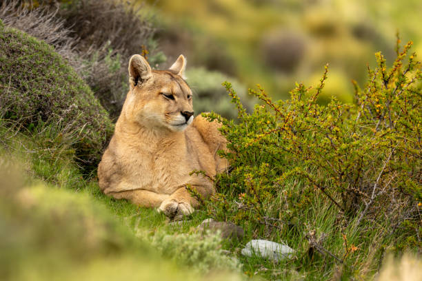 istock Puma lies in thick undergrowth on hillside 2158596070
