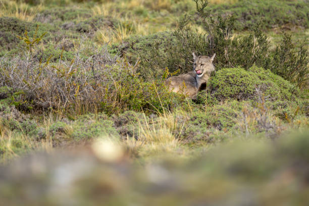 istock Puma lies in thick undergrowth licking lips 2158596084