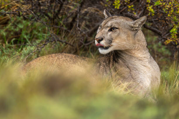 istock Puma lies licking lips and turning head 2158596115