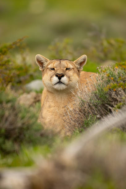 istock Puma lies in thick undergrowth watching camera 2158596118