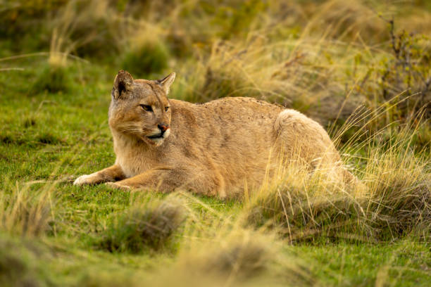 istock Puma lies on grassy slope turning head 2158596194
