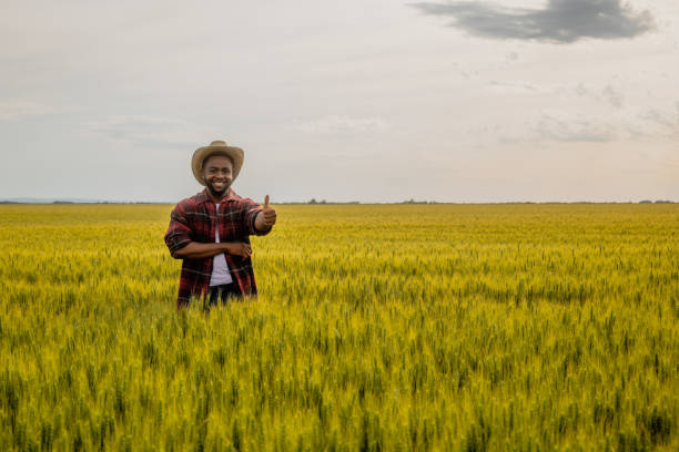 istock Farmer standing  in wheat field and showing thumb up 2158596226