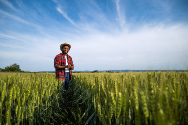 istock Farmer examining crops in wheat field 2158596273
