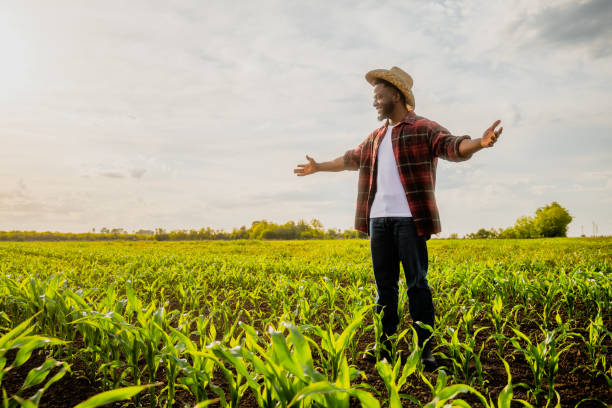 istock Farmer with arms outstretched  standing  in corn  field 2158596382