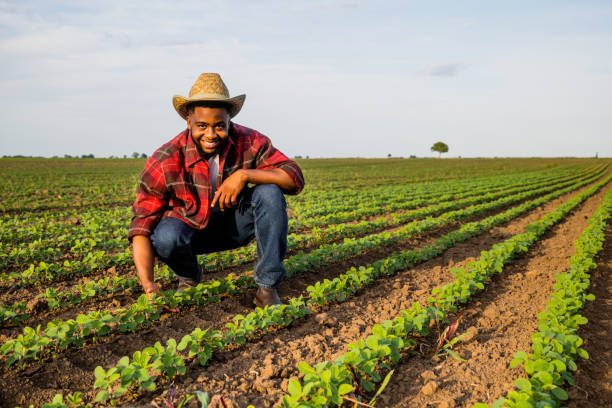 istock Farmer examining soybean in soybean field 2158596576