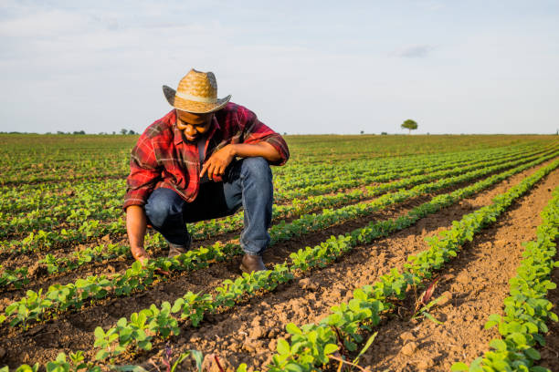 istock Farmer examining soybean in soybean field 2158596605