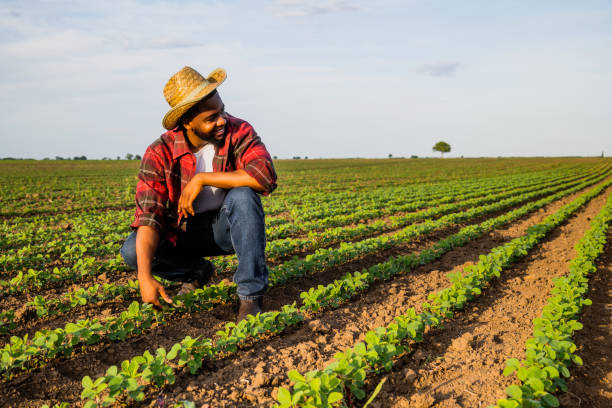 istock Farmer examining soybean in soybean field 2158596606