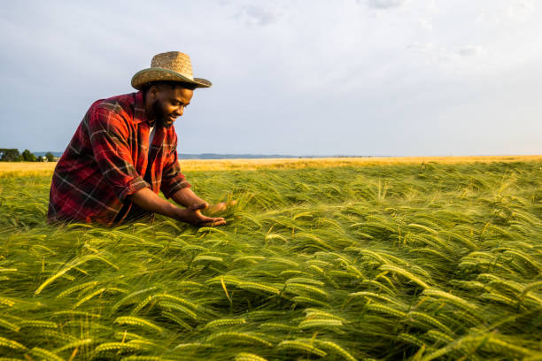 istock Farmer  examining crops in his growing wheat field 2158596651