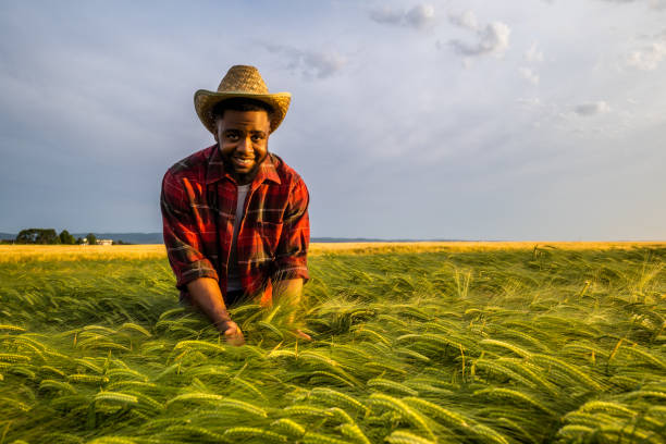 istock Farmer  examining crops in his growing wheat field 2158596657
