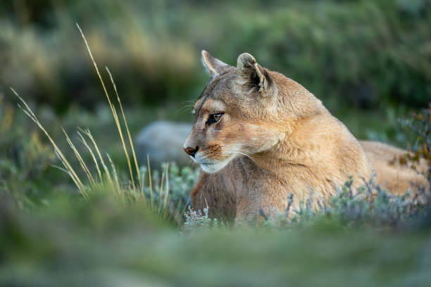 istock Puma lies with catchlight by long grass 2158596800