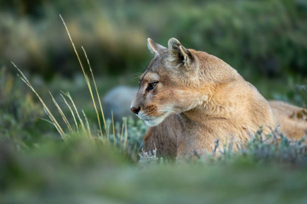 istock Puma lies with catchlight by tall grass 2158596845