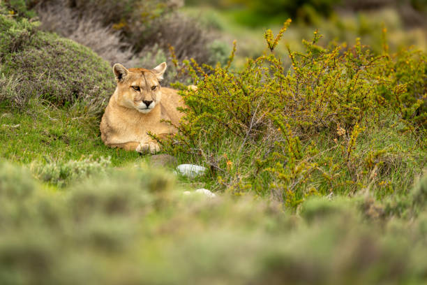 istock Puma lies staring in bushes on hillside 2158596976