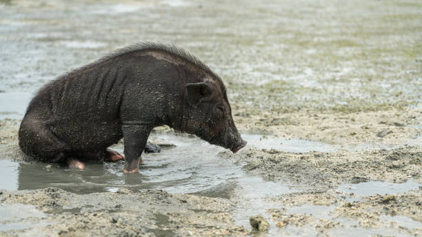 istock A pig living on the beach at Pig island. 2158597841