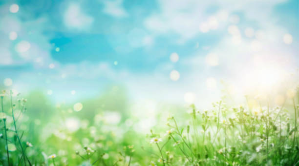 istock A beautiful image of a pristine forest lawn with fresh grass and daisies against a defocused background. 2158598074