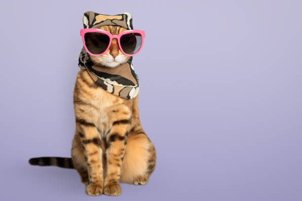 istock Cute kitty in a summer scarf and sunglasses. 2158598124