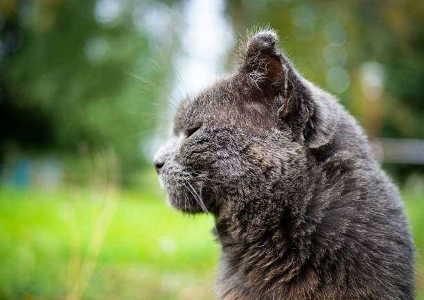 Beautiful fluffy cat portrait on summer nature background