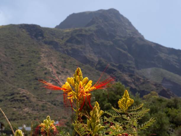 istock A flower in the foreground frames the Stromboli 2158599327
