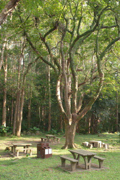 istock 30 Sept 2007 Picnic tables by the Upper Shing Mun Reservoir 2158600789