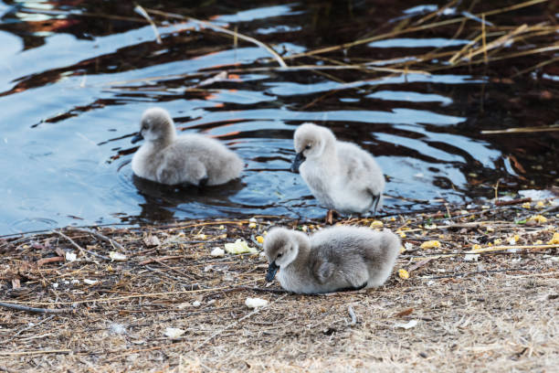 The newborn swan is eating something