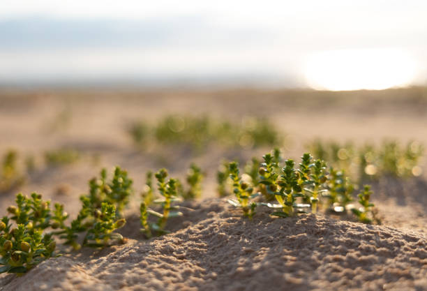 A beautiful summer beach scene with plants growing in the sand. Natural landscape of Baltic Sea shore in Latva.