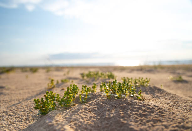 A beautiful summer beach scene with plants growing in the sand. Natural landscape of Baltic Sea shore in Latva.