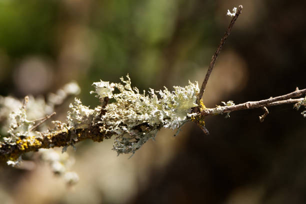 Lichen growing on dead branch isolated on a natural background
