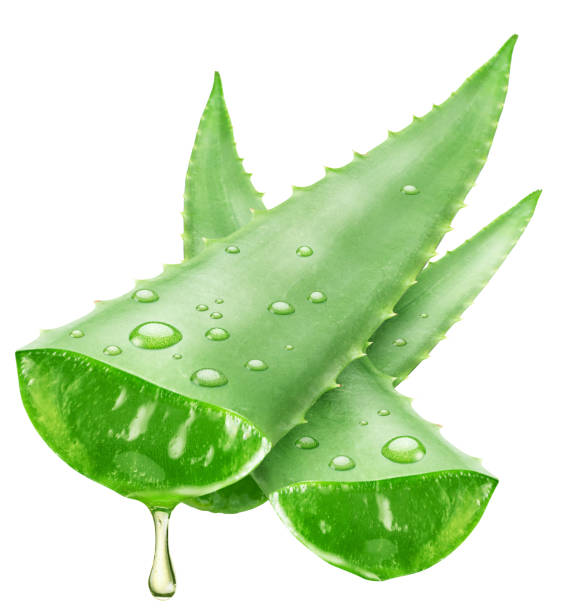 istock Aloe gel dropping from fresh aloe vera leaf cuts on white background. File contains clipping path. 2158604848