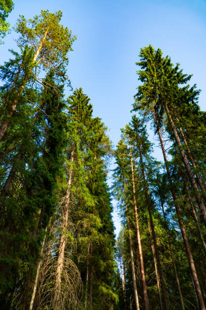 istock Towering Pine Tree Canopies against Clear Blue Sky 2158604883