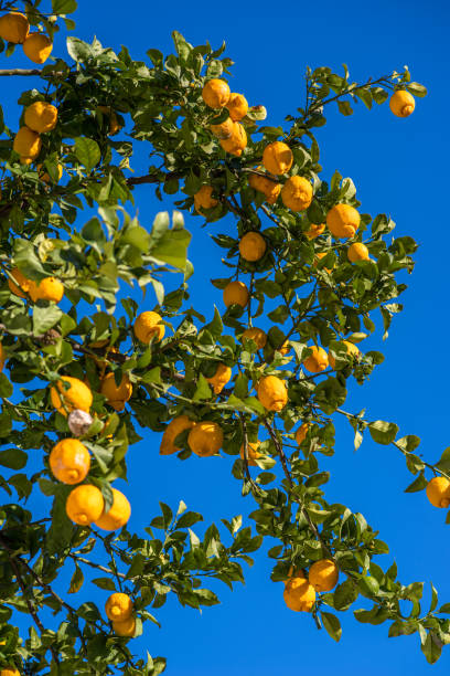 istock Ripe lemon fruits on lemon tree and blue sky at the background. 2158605059