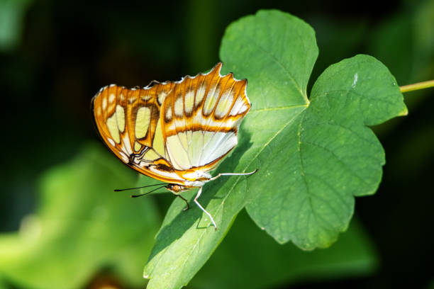 Side view macro close-up of a single brownish Malachite butterfly (Siproeta Stelenes) with folded wings perching on a leaf, shallow DOF with dark background