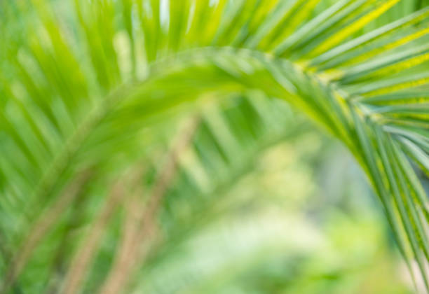 Bokeh green palm leaf. Light green tropical summer pattern or background.