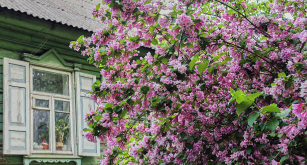 istock Blossoming Lilac Bush by Rustic Wooden House in Spring 2158606880