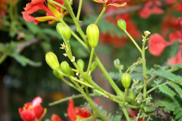 istock Gulmohar or Royal poinciana (Delonix regia) tree in bloom : (pix Sanjiv Shukla) 2158607077