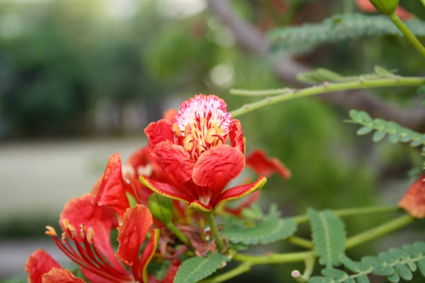 Gulmohar or Royal poinciana (Delonix regia) is a species of flowering plant in the bean family Fabaceae and is native to Madagascar. It has fern-like leaves and is known for its flamboyant display of orange-red flowers. In many tropical regions it is grown as an ornamental tree and it’s common names are flamboyant, flame of the forest or flame tree. It is a non-nodulating legume.