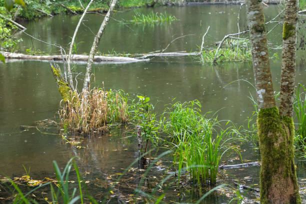 istock A small bewer made pond in the middle of the forest. 2158607699