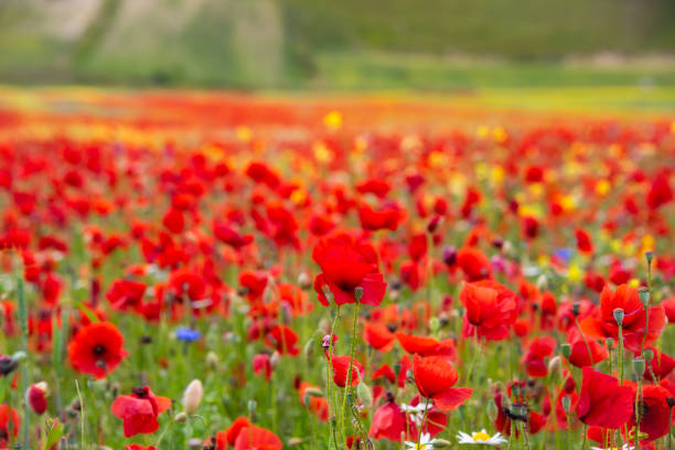 Poppy flowers blooming on summer meadow on sunset