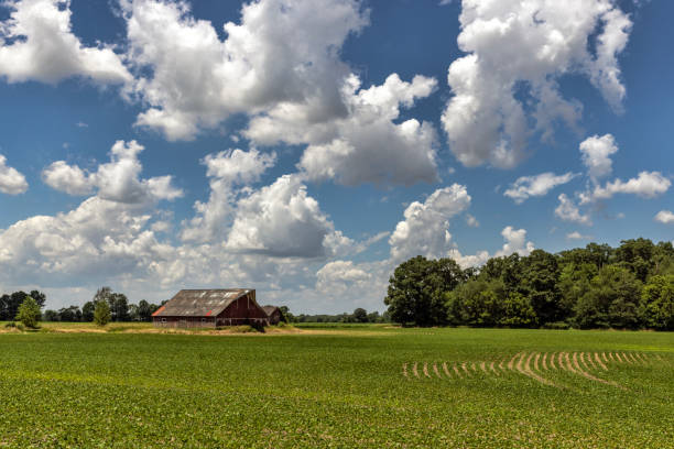 istock Rural Landscape with Soy Beans and Barn 2158608461