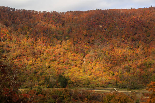 Autumn leaves in unexplored Akiyamago (Tsunan Town, Niigata Prefecture, Japan)