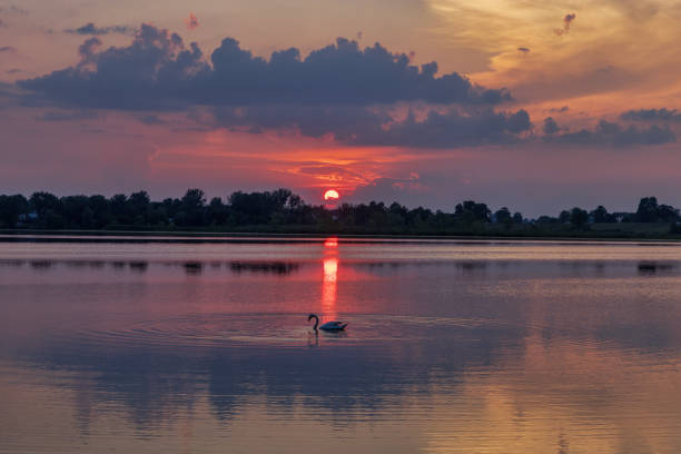 A lone swan floats in the middle of concentric circles on a quiet lake at sunset.