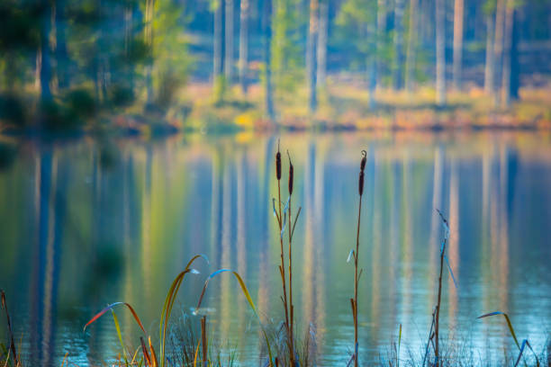 A beautiful summer scenery of forest lake. Natural landscape of rural Latvia, Northern Europe.